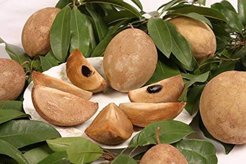 Kalapati Sapota / Chiku ( Grafted )