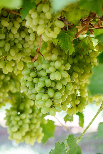 Seed Less Grape