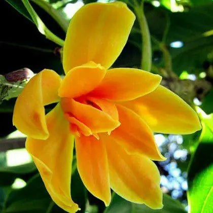 Simhachalam Sampangi yellow ( Grafted )