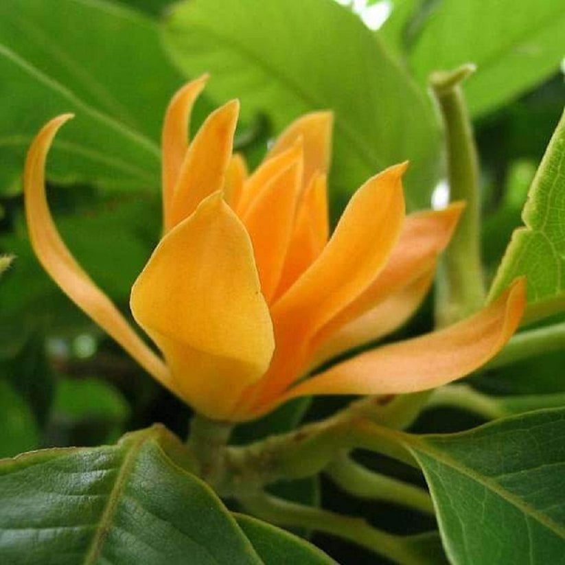 Sinchafa Tree Simhachalam Sampangi yellow ( Grafted ) – Ashok Chakra Nursery