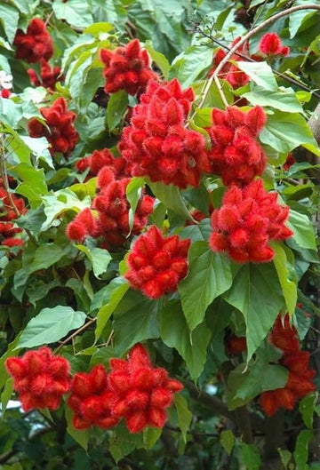 Sindhuram