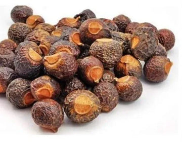 SoapNut ( Seedling )