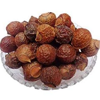 SoapNut ( Seedling )