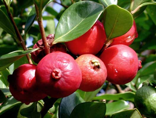 Strawberry Guava