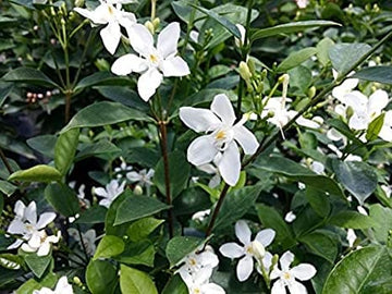 Srilanka Malli