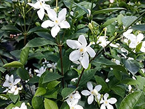 Srilanka Malli