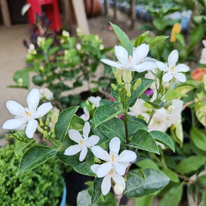 Srilanka Malli