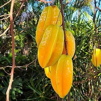 Star Fruit Sour ( Grafted )