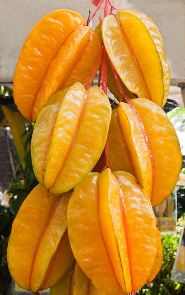 Star Fruit Sweet ( Grafted )