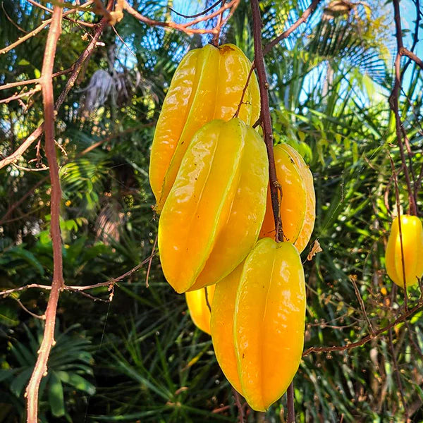 Star Fruit Sweet ( Grafted )