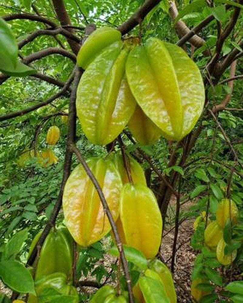 Star Fruit Sour ( Grafted )