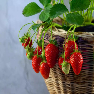 Strawberry