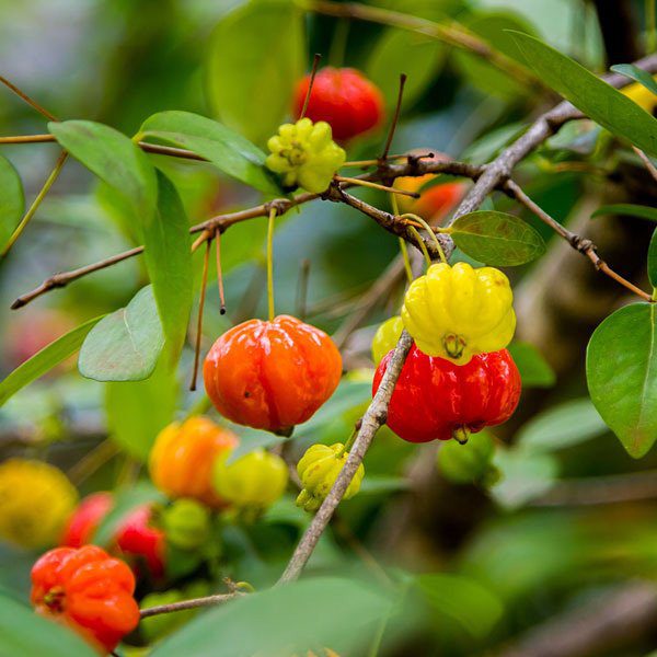 Suryanama Cherry ( Air Layer )