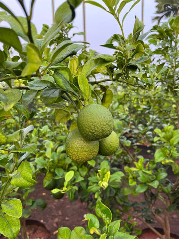 Sweet naranja ( Grafted )
