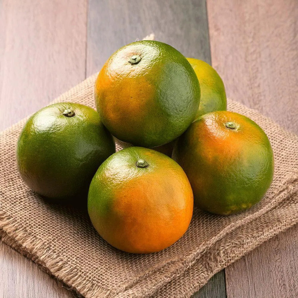 Sweet naranja ( Grafted )