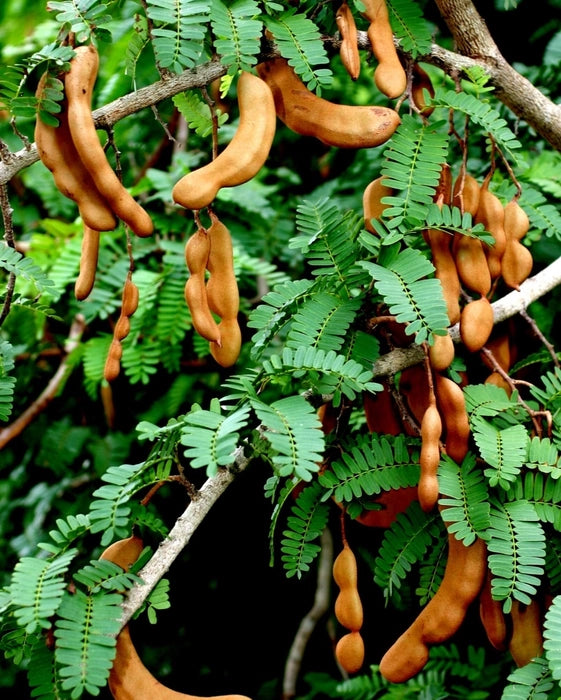 Sweet Tamarind ( Grafted )