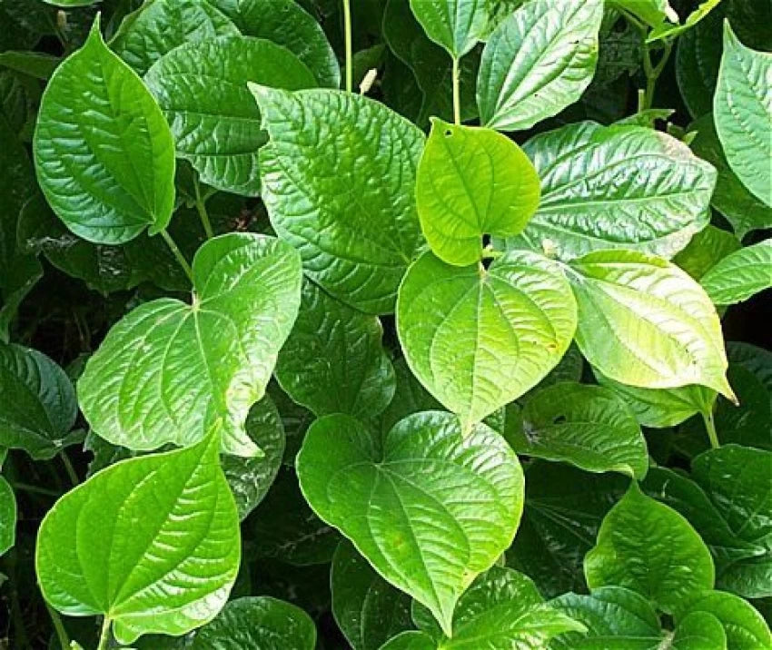 తమలపాకు