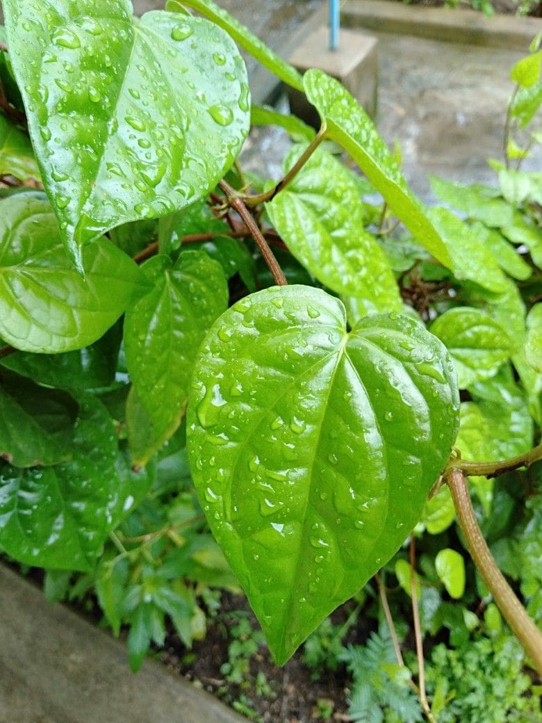Tamalapaku