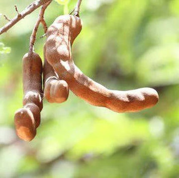 Tamarind hybrid ( Grafted )