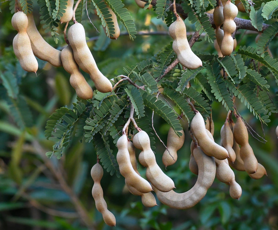 Tamarind hybrid ( Grafted )