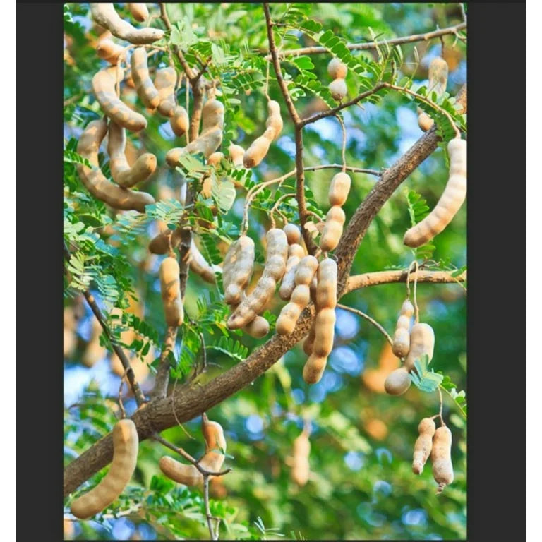 Tamarind hybrid ( Grafted )