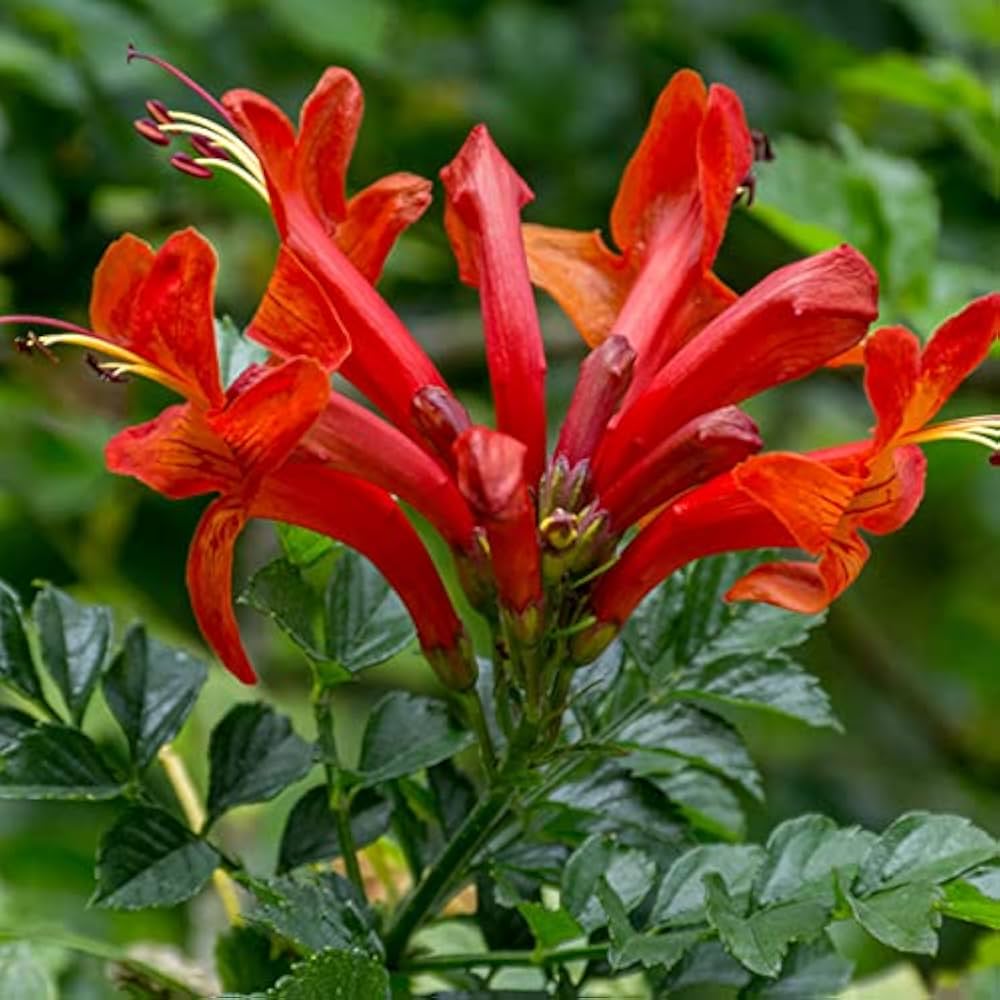 Tecoma Red