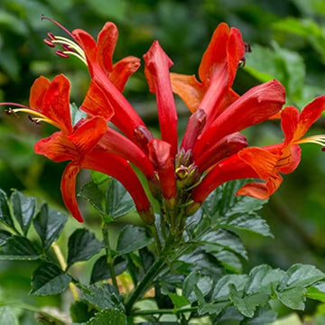 Tecoma Red