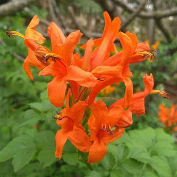 Tecoma Gold