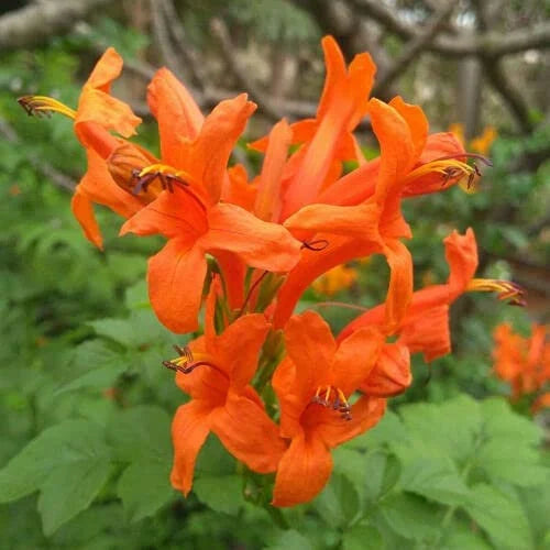 Tecoma Gold