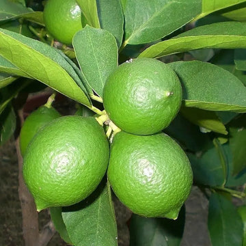థాయ్ నిమ్మకాయ (ఎయిర్ లేయర్) 