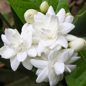 Jasmine ( Thuppa )