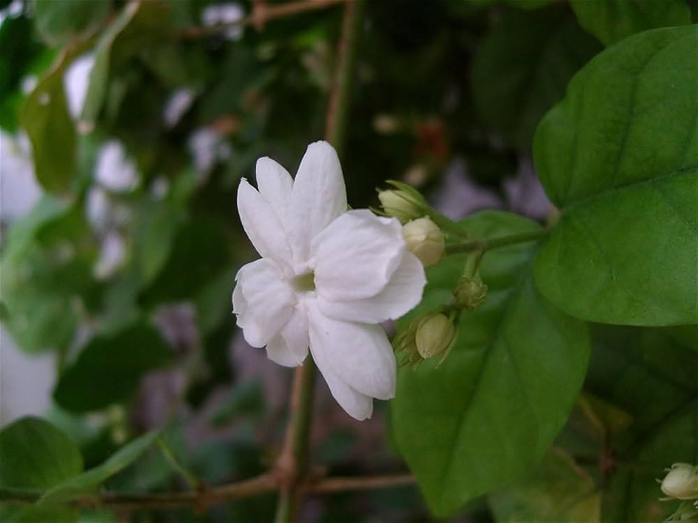 Jasmine ( Thuppa )
