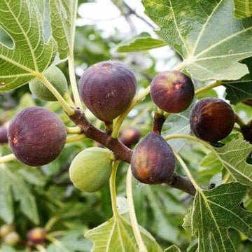 Turky Anjeer