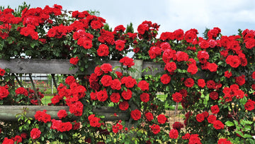 Creeper Rose Mini Flower