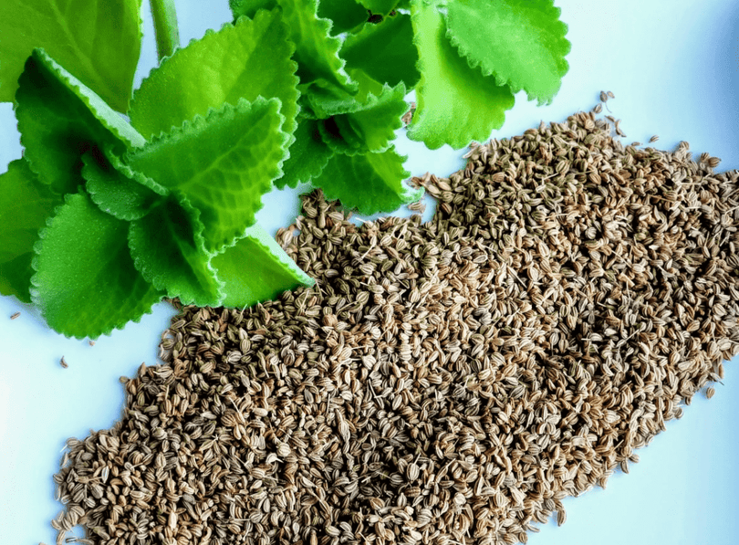 Ajwain / vaammu – Ashok Chakra Nursery