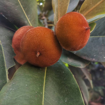 Velvet Apple ( Seedling )