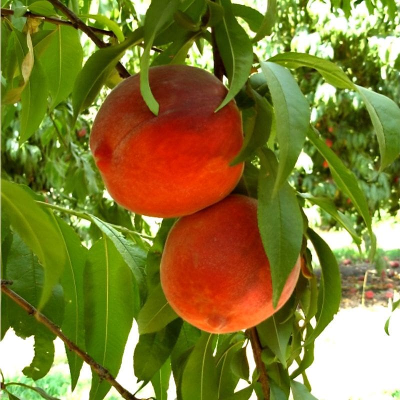 Velvet Apple ( Seedling )