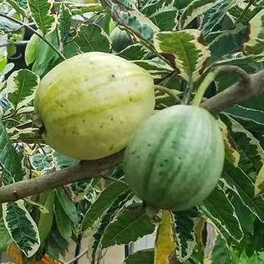 Verigeta Guava
