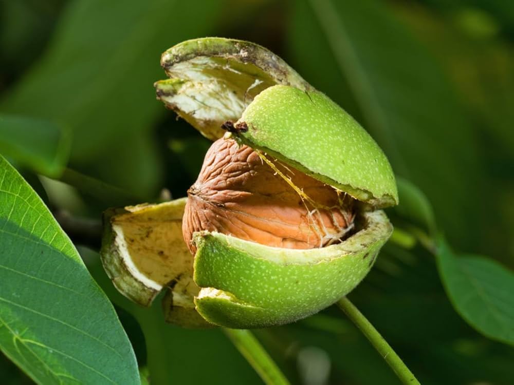 Walnut ( Grafted )