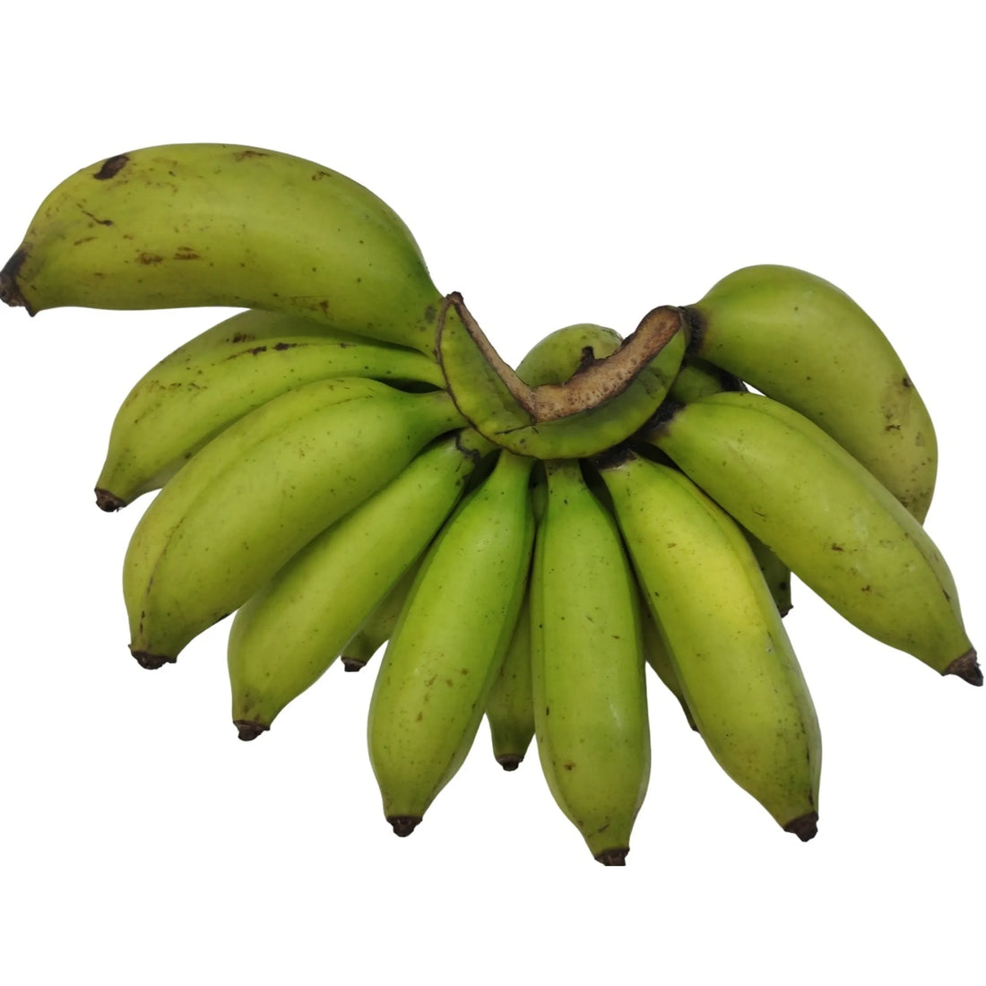 తెల్ల చక్రకేళి