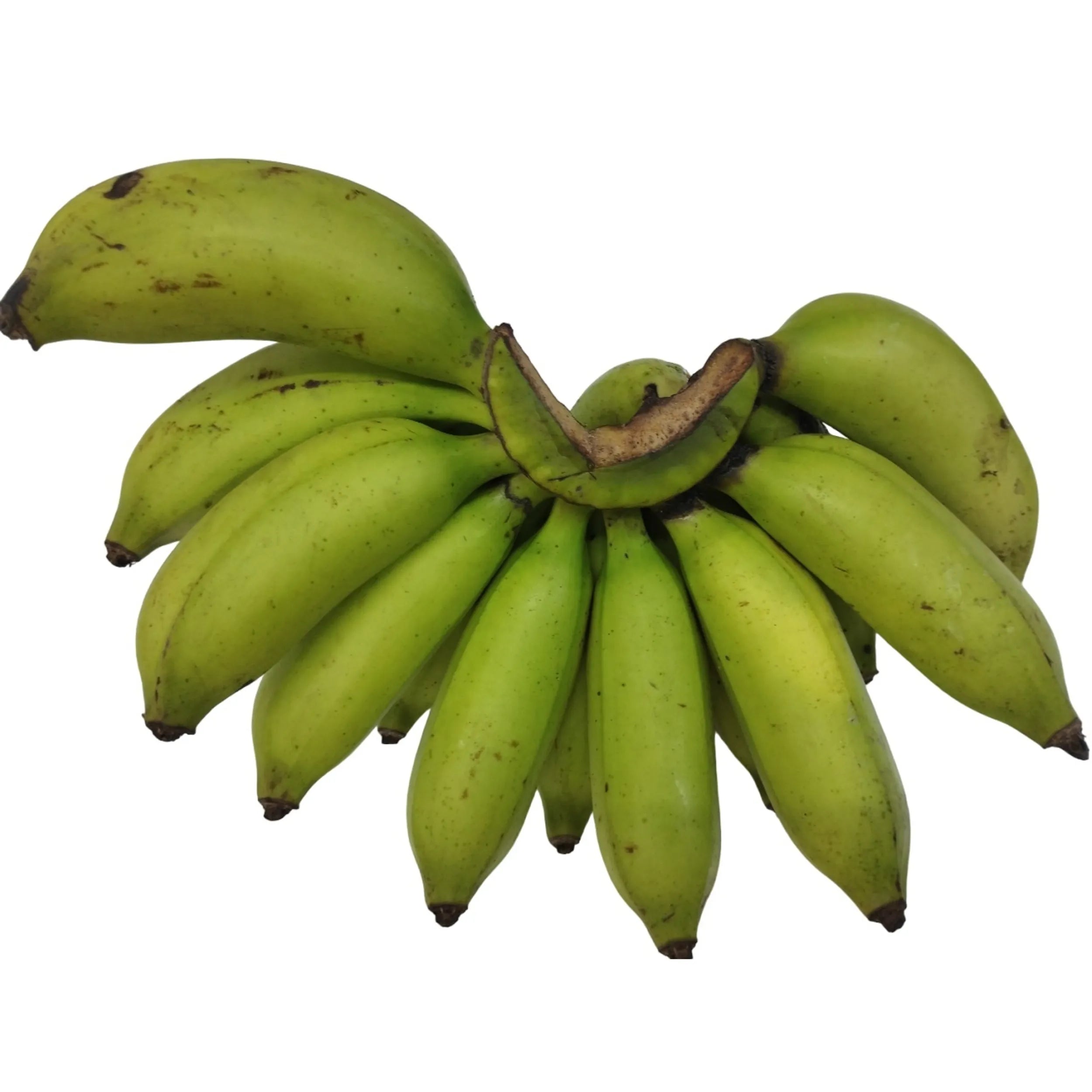 తెల్ల చక్రకేళి