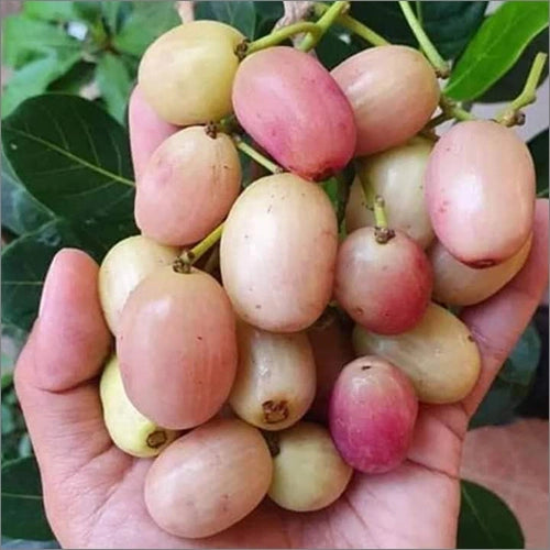 తెల్ల జామున్ (అంటుకట్టిన)
