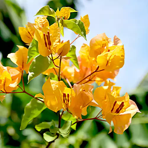 Bougainvilla  Purple , Yellow , White