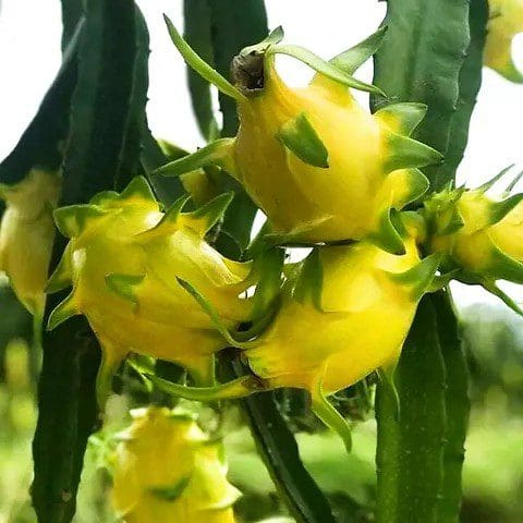 Dragon Fruit Yellow