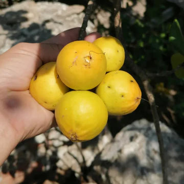 జిరికోట్ (విత్తనాలు) 