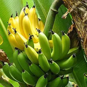 Banana Plants