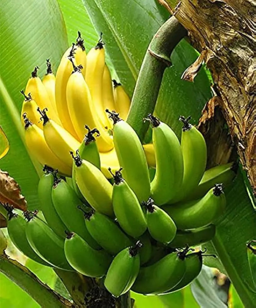 Banana Plants