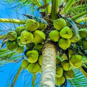 Coconut Plants