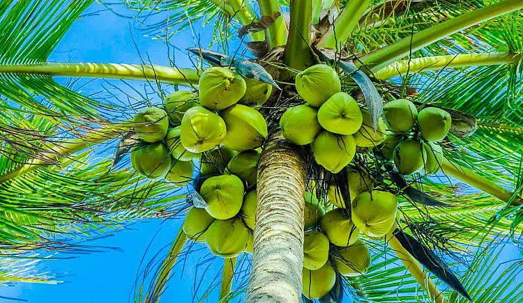 Coconut Plants