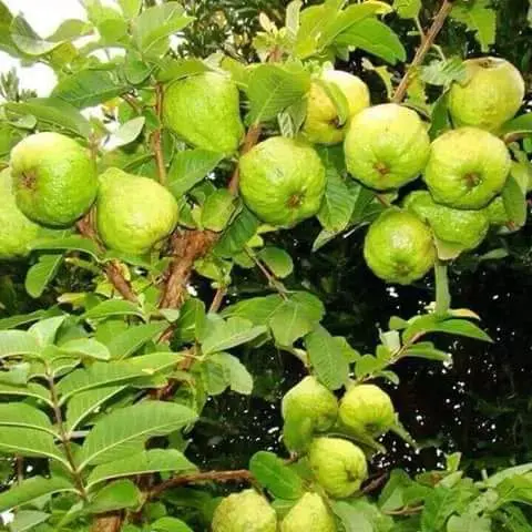 Guava Plants